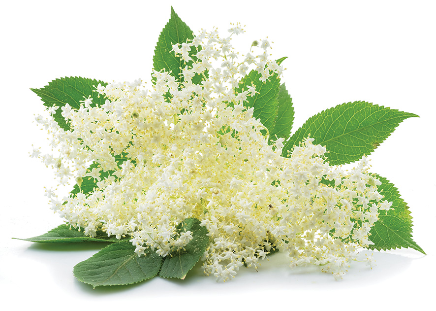 Sok od zove – Recept za sirup